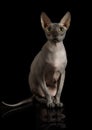 Lovely hairless Canadian Sphinx cat in the studio