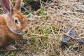Lovely half-sleeping rabbit puppy on the grass Royalty Free Stock Photo