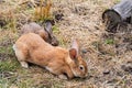Lovely half-sleeping rabbit puppy on the grass Royalty Free Stock Photo