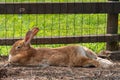 Lovely half-sleeping rabbit puppy on the grass Royalty Free Stock Photo