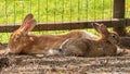 Lovely half-sleeping rabbit puppy on the grass Royalty Free Stock Photo