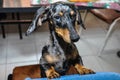 Lovely harlequin silver dachshund on the chair