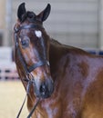 The Lovely Head of a Waler Horse