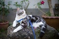 Lovely healthy kitty with beautiful yellow eyes wearing collar for safety sit on rock in garden