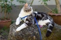 Lovely healthy kitty with beautiful yellow eyes wearing collar for safety sit on rock in garden