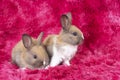 Lovely healthy two baby rabbit ear bunny sitting on red background. Little family tiny furry brown white infant bunny bright eyes Royalty Free Stock Photo