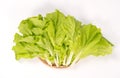 Lovely and healthy vagetables Chinese cabbage or Bok-choy