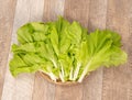 Lovely and healthy vagetables Chinese cabbage or Bok-choy