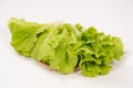 Lovely and healthy vagetables Chinese cabbage or Bok-choy