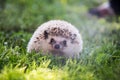 Lovely hedgehod