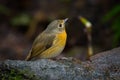 Lovely Hill Blue Flycatcher