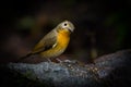 Lovely Hill Blue Flycatcher (Cyornis banyumas)