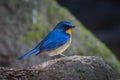 Lovely Hill Blue Flycatcher