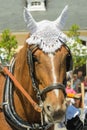 Lovely horse at a horse show