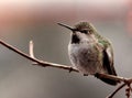 Lovely hummingbird surveys the scene from its perch