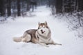 Lovely Husky dog lying in the snow. Beige and white Siberian husky on a walk in winter mysterious forest