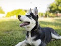 Lovely husky puppy lying on the grass