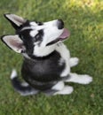 Lovely husky puppy lying on the grass