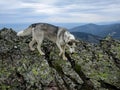 Lovely husky walking on rocks of a mountain