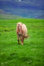 A lovely Icelandic Horse in a field Royalty Free Stock Photo