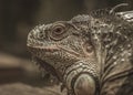 Good looking Iguana picture Royalty Free Stock Photo