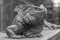 Good looking Iguana picture in black and white Royalty Free Stock Photo