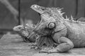 Yawning Iguana closeup picture in black and white Royalty Free Stock Photo