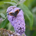 Lovely image of Red Admiral butterfly Vanessa Atalanta on vibrant purple flower in Summer