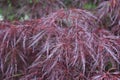 Lovely Image of a Red Japanese Maple