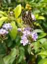 Lovely indian butterfly on the tropical flower