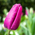 Lovely isolated mauve color tulip heralds spring
