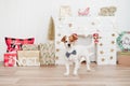 Lovely jack russell dog wearing bow tie over christmas decoration at home or studio. Christmas time, december, white background