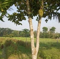Lovely Jackfruit on a Y shaped tree in a beautiful sunny morning Royalty Free Stock Photo