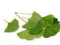 ginkgo biloba tree leaves