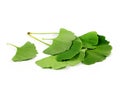 Ginkgo biloba tree leaves