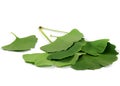 Ginkgo biloba tree leaves