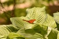 Lovely Julia Butterfly sitting on a lush bed of leaves Royalty Free Stock Photo