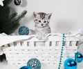 Lovely kitten in a basket under the Christmas tree.