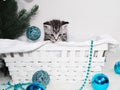 Lovely kitten in a basket under the Christmas tree. New Year kitten