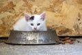 Lovely Kitten in the food dish playing