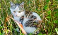 Lovely kitten in grass