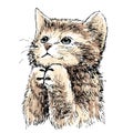 Lovely kitten hand drawn vector