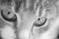 Lovely kitten. Macro portrait of a cat. Black and white photo Royalty Free Stock Photo