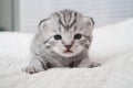Lovely kitten portrait. Cute kitty. Baby striped kitten.