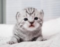 Lovely kitten portrait. Cute kitty. Baby striped