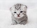 Lovely kitten portrait. Cute kitty