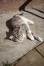 Lovely kitten relax on the sunny stone floor near outdoor. Happy