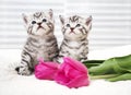 Lovely kittens with flowers Royalty Free Stock Photo