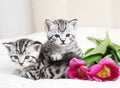 Lovely kittens with flowers Royalty Free Stock Photo