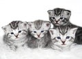 Lovely kittens of gray color.